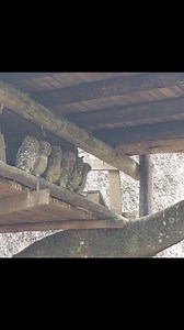 We were asked if these owls living below our daughter's bedroom were in an enclosure.. Yes, they are, we call it Africa. It's big and beautiful and you must come visit😉 | Owl Rescue Centre