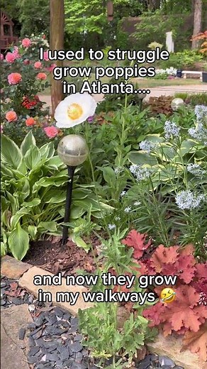 Once I learned this, I was able to grow poppies in the southeast (Atlanta) | how to grow poppy 🌼