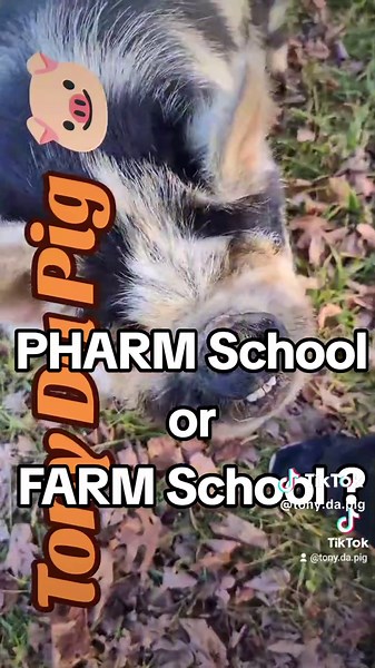 Tony the Pig's Hilarious Farm School Misunderstanding