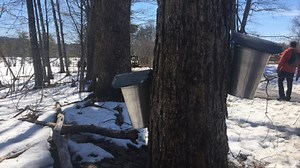 Tapping Spring: Maine Maple Sunday brings out thousands