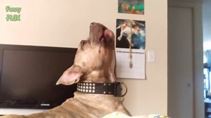 Funny Dogs Barking And Howling Compilation | 15 Minutes