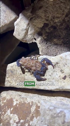 🦂✨ Scorpions That Glow