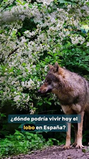 Where can wolves live in Spain? 🐺
