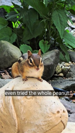 Chippy #chipmunk #cute #animal #best
