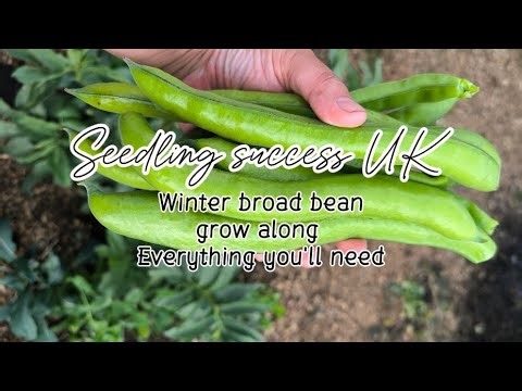 How to grow winter broad beans - Everything you'll need