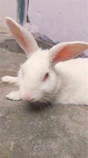 kaise koi dil na lagaye baby rabbit 🐇 🐰🐇🐰🐇 #mycuterabbit #cute #bunny #rabbit #pets #animals