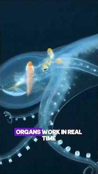 This Octopus Is 100% INVISIBLE - Scientists Couldn't Film It for 100 Years