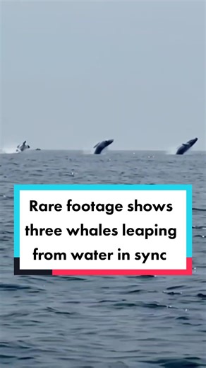 A New Hampshire man celebrating his birthday on the ocean with his three daughters captured three humpback whales leaping from the water in near perfect unison. “It was such an uplifting thing to see. Just incredible,” Robert Addie said. #fyp #trending #tiktok #fy #world #whale #whales #whalesinsync #amazinganimals #ocean #sea #viral #viralvideo #animalsoftiktok #amazingsightings