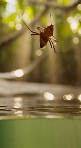 An Archerfish demonstrates its incredible aim, acting as nature's sniper by spitting a precise jet of water to knock an insect off a leaf above! 🐟💦🦗 The bug falls into the water, and the fish claims its hard-earned reward. But the victory is short-lived! Just as it swallows the snack, a massive predator emerges from the gloom to swallow him! 📉💀 The classic rule of nature is proven in seconds: there is always a bigger fish. | Instant Karma in Nature