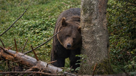 A camera trap captured a bear marking its territory
