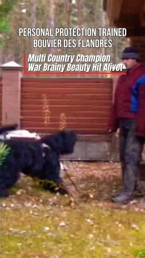 Personal Protection Trained Bouvier des Flandres Dog #dogtraining #watchdogs #dogshorts #guarddog