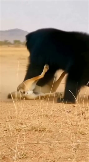 Sloth Bear vs Indian Wolf 🐻💥 Battle for the Territory! #Wildlife #AnimalBattle #Predators #4K