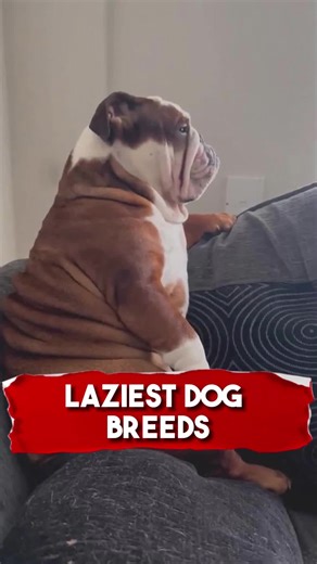 Top 3 Laziest Dog Breeds for a Relaxing Companion