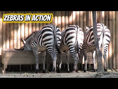 Zebras: Nature’s Striped Survivors of the African Plains