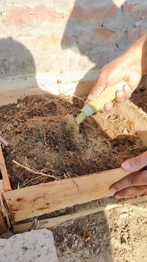 15K views · 460 reactions | My Secret Method To Grow Tomatoes at Home #shorts #reels #growing #tmbaagh #organicgardening #bittergourd #tomato #growingtomato #kitchengardening #fbreels #viralreels #trending | TM Baagh | Facebook