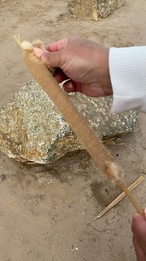 Cattails explosion (wild glizzy)