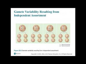 Genetics NPLEX I Review 2023