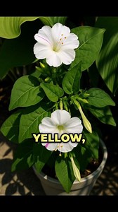 Meet the Mirabilis Jalapa, also known as the Four O'clock Flower, because it literally blooms after 4 PM! It comes in multiple colors on the same plant — pink, yellow, white, even mixed shades. These trumpet-shaped flowers release a sweet fragrance that attracts butterflies and hummingbirds. Super easy to grow — just plant the seeds, water regularly, and it thrives in poor or rich soil. And the best part? True to their name, Four O'clock opens in the late afternoon and stays open through the nig