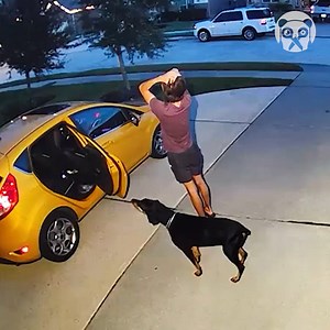 Clumsy dog jumps into closed car door | Bored Panda Animals