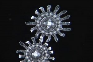 Scyphozoa strobilation