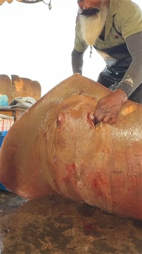 Island village fish cutting on Instagram: "Master Shifu 😱 Amazing Ray Fish Cutting at Seaside Fish Market"