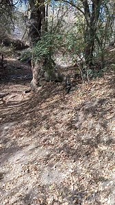 QUE CULEBRA TAN GRANDE 🐍🐍🐍 #seguidores #destacar #culebra #vibora #amigos | Rancheros Rancheros