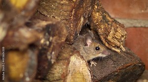 Woodmaus - Apodemus sylvaticus