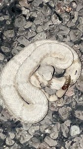 A little compilation of rattlesnakes doing exactly what they’re supposed to do when they feel cornered — rattling, warning, and trying to be left alone. All defensive behavior, not aggression. 🐍 | Justin Doll