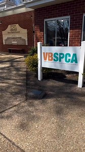 Meet the VBSPCA's longest residents These sweet souls have been waiting way too long for their forever home. They are incredibly loving, gentle, and ready to give all their affection to someone who will give them the chance they deserve. They've been patiently waiting. These sweet babies need YOU to offer them the love, care, and opportunity to thrive! If you’re ready to open your heart and home to a loyal companion, now is the time. Don’t let them wait any longer! Please share and help us find 