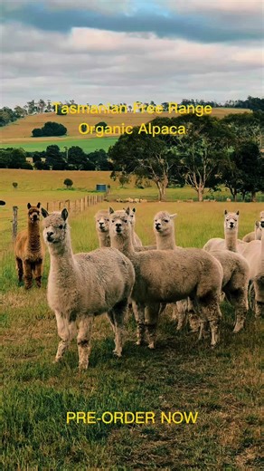 Pre order our alpaca for 2024 now! We are getting them after 3 years! There's a surprise at the end of the video! Pre order now at https://tasmanianprimemeat.com.au/product/alpaca-pre-order/