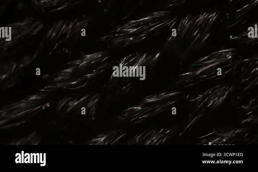Black nylon mesh cloth fibers under the microscope Stock Video Footage - Alamy