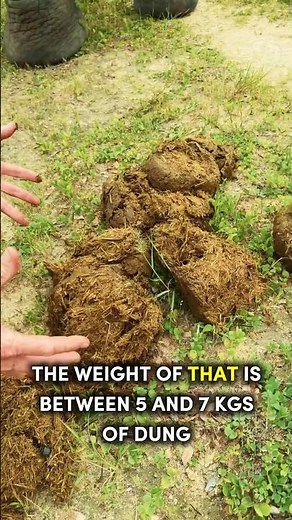 How Much Does an Elephant Poop in a Day? 😱