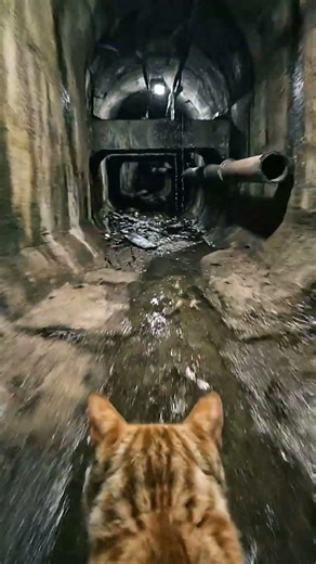 Ginger tabby cat POV: Tiny Camera Reveals a Hidden Massive Underground Tunnel World