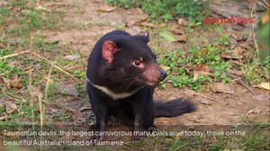 Tasmanian devil: the stocky predator with a savage growl