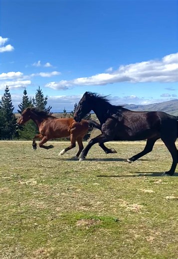 Exploring Wild Horses: Galloping Freely