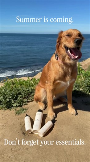 Dog Grooming Essentials for Swim Season