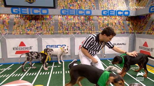 From touchdowns to tug-of-wars, watch the most exciting highlights from Team Ruff all-stars in past Puppy Bowls! #PuppyBowl is back Sunday, Feb 9 at 2p ET | 11a PT on Animal Planet! | Puppy Bowl