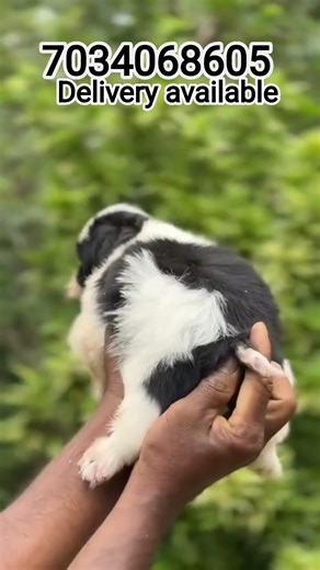 lhasa apso puppy dog sale in Kerala|all india delivery available|lhasa apso puppies for sale|lhasa