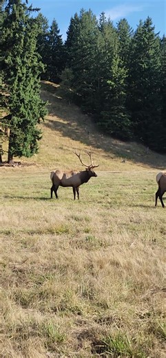 The fuzz is off! 🦌 Our bull elk just shed their velvet, and that means rut season is almost here. Did you know elk antlers are the fastest-growing bone in the world? Antlers can sprout up to ¾ of an inch per day. That’s some serious headgear growth! 📹: Keeper Deanna | Northwest Trek Wildlife Park