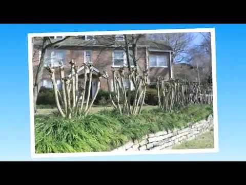 How To Prune Your Crepe Myrtle