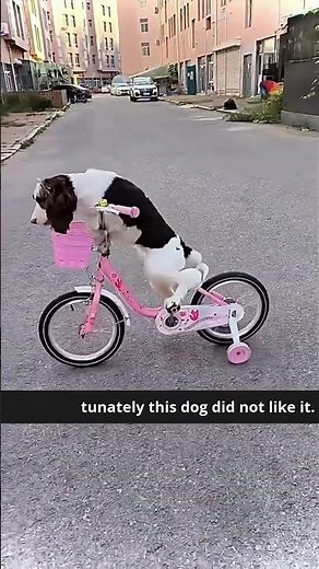 Adorable Dog Rides a Bike Like a Pro! 🚴🐶 | Must-See Dog Talent! #dog #dogtraining #dogtalent #shorts