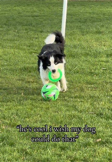 his breed may mean he learns faster than some but any dog can do it with the right training