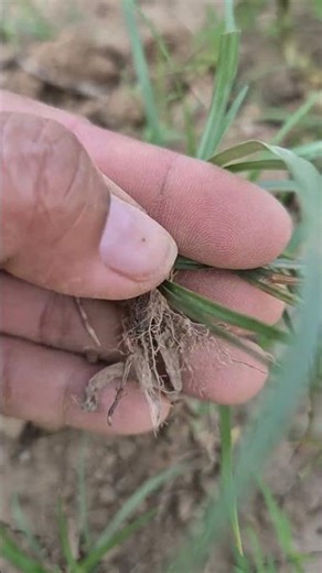 This is nutgrass. #nutgrass #plant #herb #herbal