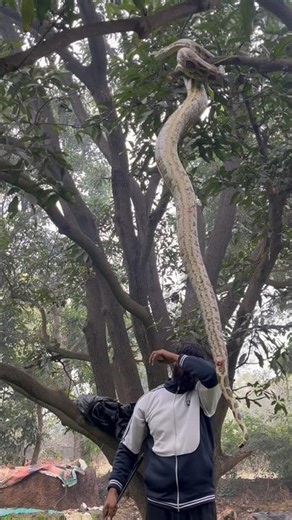 😱कहा छड़ कर बैठा था ये ख़तरनाक अजगर 🐍 साप