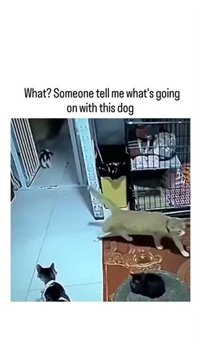 Lazy Legend on Instagram: "The video captures a tan-colored dog undergoing a tonic-clonic seizure, with paddling limbs and unresponsiveness on the floor, while nearby cats observe curiously and a person reacts in distress. User replies overwhelmingly speculate vaccine or flea/tick medication as triggers, aligning with FDA-documented rare neurologic risks from isoxazoline products like NexGard, which have prompted adverse event reports in dogs. Veterinary evidence indicates idiopathic epilepsy ac