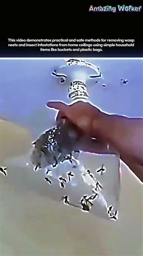 DIY Wasp Nest Removal at Home #worker #process #waspremoval #pestcontrol #diy