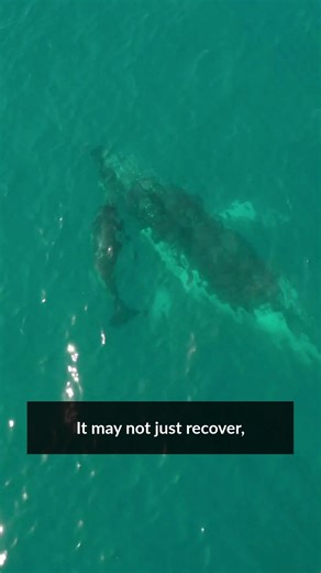 Sir David Attenborough has spent a lifetime showing us the beauty of our planet, but when he filmed his documentary Ocean with David Attenborough, he witnessed something darker—reefs trampled and flattened by trawlers, great fish runs thinned, and once-pristine waters clouded by pollution and noise. Those months at sea made it impossible for him to ignore how quickly we are unravelling marine food webs and damaging habitats. Yet, the 99-year-old Attenborough reminds us there is still time to act