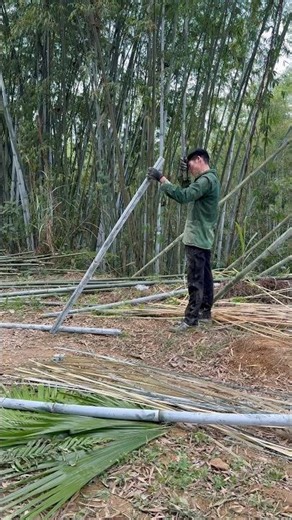 Bamboo toothpick factory . 61 . ##bamboo #factory #toothpick