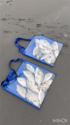 Surf perch fishing at Long Beach WA #fish #fishing