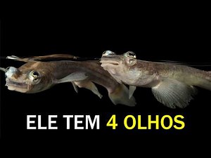 PEIXE de 4 OLHOS - Conheça O Tralhoto